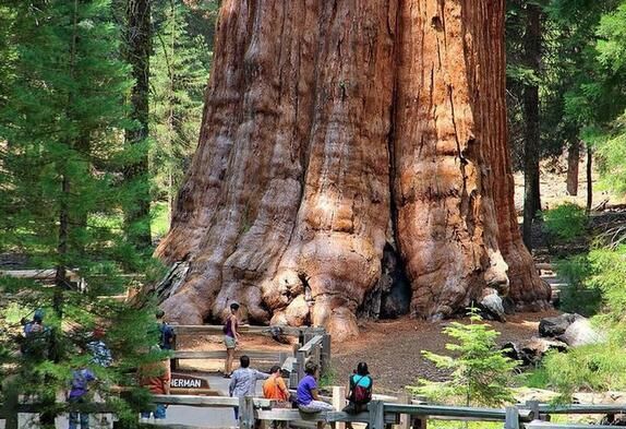 世界上最大的杉树？美国红杉木一吨多少钱-图2