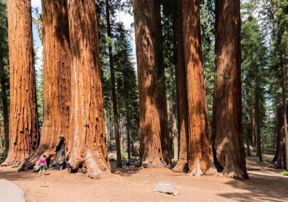 世界上最大的杉树？美国红杉木一吨多少钱-图1