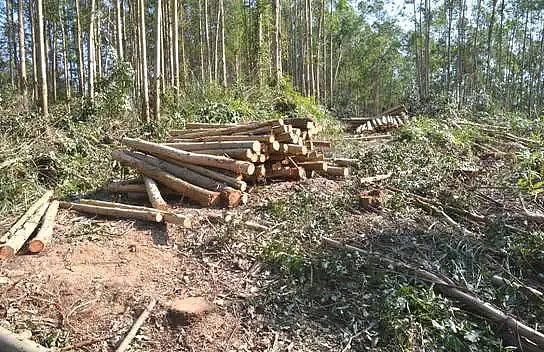 砍伐多粗的树负法律责任？一个伐木证最多只能伐多少木材-图1