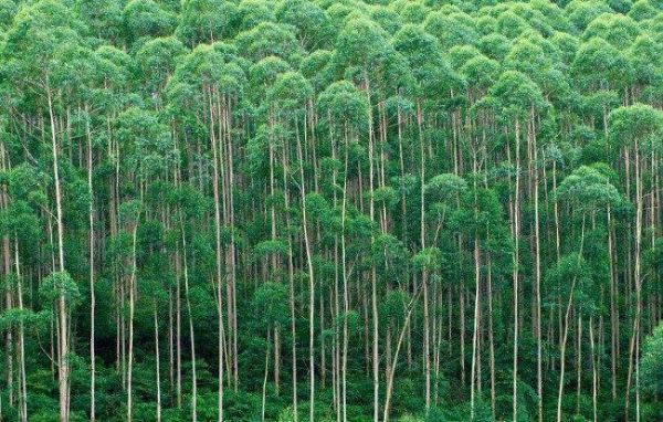 广西桉树林地补偿标准？桉树每高2米消减多少胸径-图3