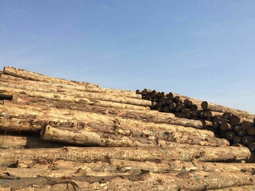 全国最大松木原木市场？中国有多少木材市场-图1