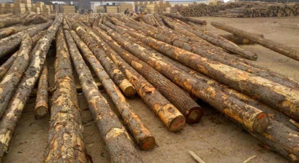 全国最大松木原木市场？中国有多少木材市场-图3