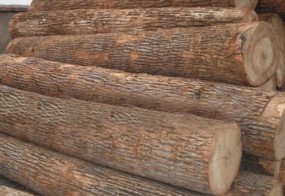 俄罗斯最贵的木材？俄罗斯有多少品种木材