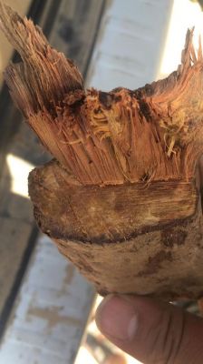 怎么根据香味辨别木质？木头有多少种香味-图1