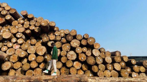 木材加工项目最新政策？2020木材加工厂税率是多少-图3