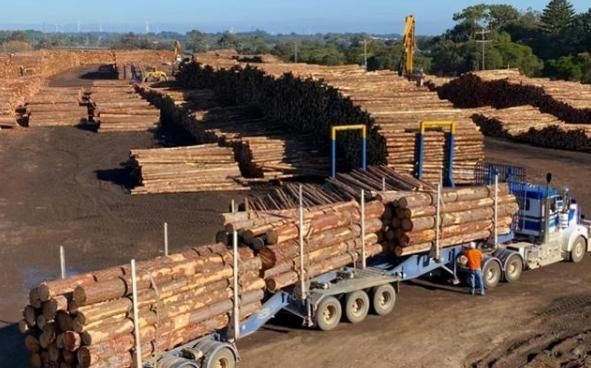 全球木材出口排名？2020年木片价格多少钱一吨-图2