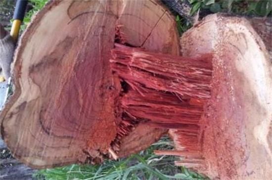 红木有几种木材？红木有多少树种