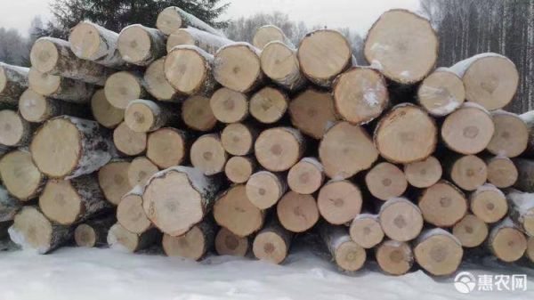 国内最便宜的木头品种多少钱一吨？桦木1立方多少钱-图2