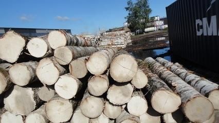 国内最便宜的木头品种多少钱一吨？桦木1立方多少钱-图1
