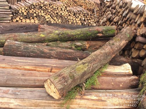 柏木，木材哪里有卖的？重庆柏木木材价格多少-图3