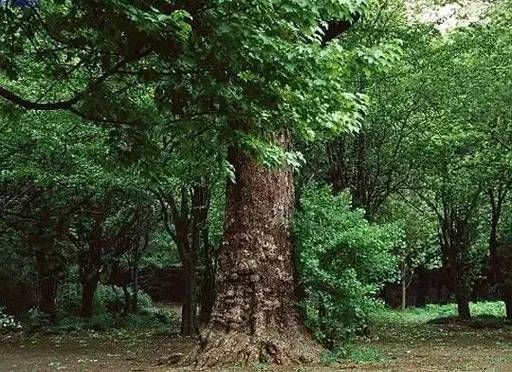 一张纸要多少棵树？一公顷阔叶林能提供多少木材-图3