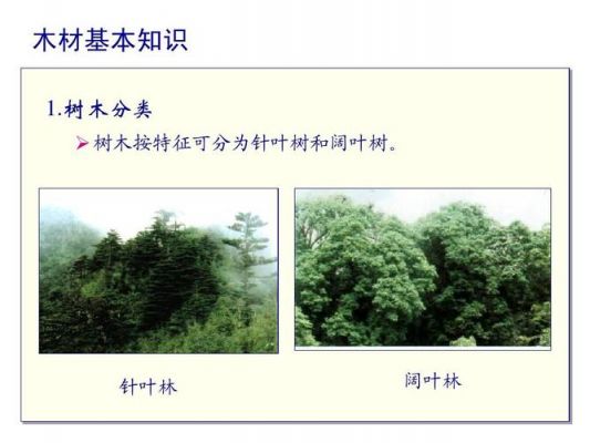 一张纸要多少棵树？一公顷阔叶林能提供多少木材-图2