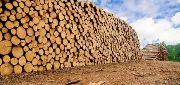 世界第一大木材进口国？满洲里到合肥拉木料一公里多少钱-图3