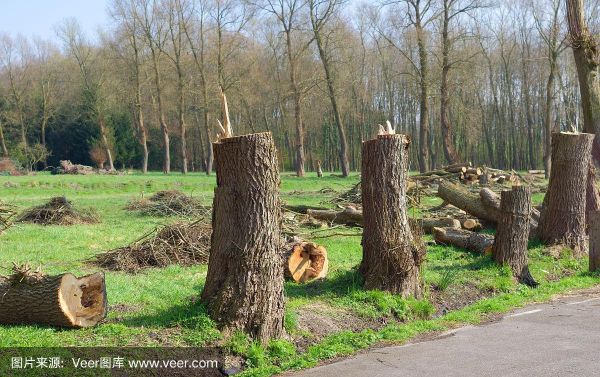 我国每年平均砍伐多少树木？中国每年砍伐多少木材-图2