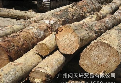 橡胶木产地哪里？马来西亚橡胶木多少钱一吨-图1