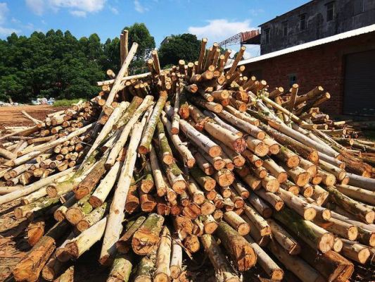 2023年一吨桉树木材价格？木材单价多少-图3