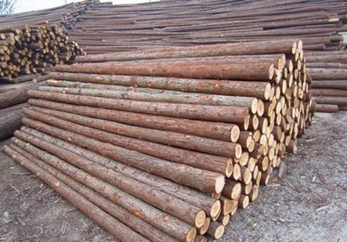 一亩湿地松有多少木材？2016年湿地松木材价格-图1