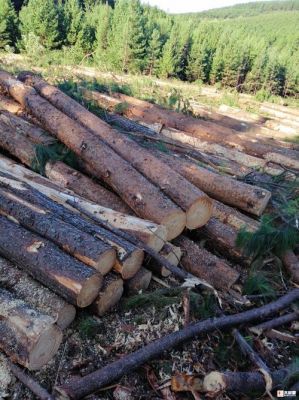 一亩湿地松有多少木材？2016年湿地松木材价格-图2