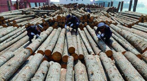 中山市最大的木材市场？广东木料市场-图2