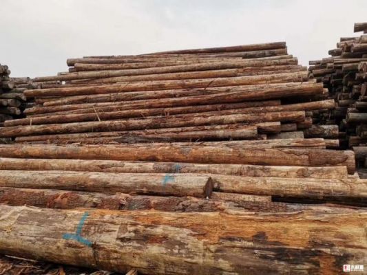 巴西进口木材排名？南洋杉木材-图2