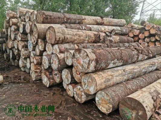 巴西进口木材排名？南洋杉木材-图1