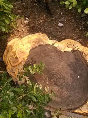 伐完木材树墩孑上長出来蘑菇能吃吗？果松木材-图3