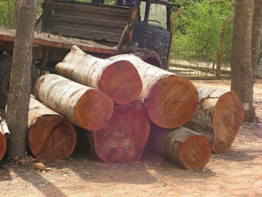 非洲木材出口大国排名前十？南非木料-图2