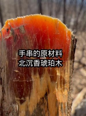 琥珀木是什么木头？琥珀木料