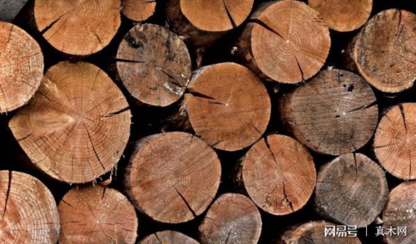 木头的密度是多少？木料原木-图3