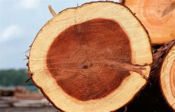 木材的质量的好坏怎么分辨？木料鉴定-图1