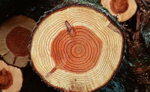 木材的质量的好坏怎么分辨？木料鉴定-图2