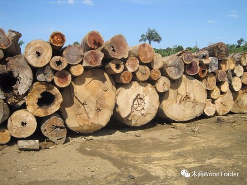 世界上最大的木头？大型木料-图1