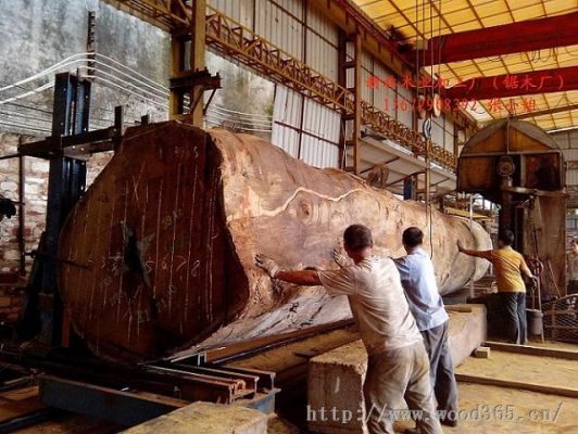 世界上最大的木头？大型木料-图3