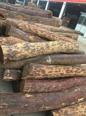 非州乌干达桉树木材禁止出口是吗？出口木料-图1
