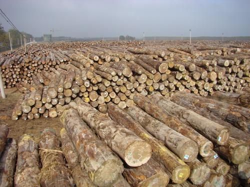 非州乌干达桉树木材禁止出口是吗？出口木料-图2
