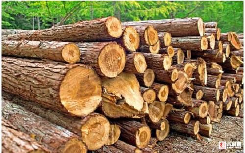 非州乌干达桉树木材禁止出口是吗？出口木料-图3