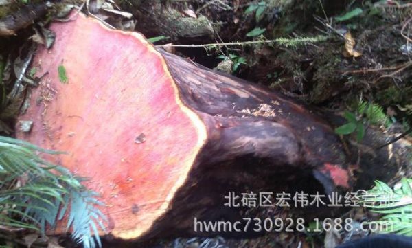 红豆杉的木材有什么作用？红豆杉木作用-图2