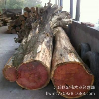 红豆杉的木材有什么作用？红豆杉木作用-图3