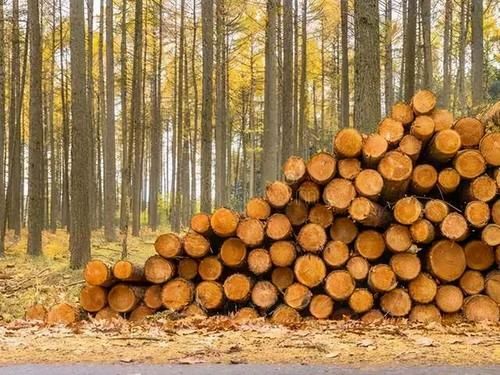 林产品有哪些？林产品有哪些？木料产品-图3