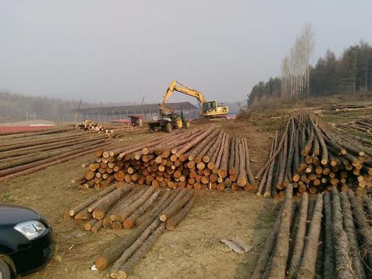新森林法对收购木材有什么规定？收购旧松木-图1