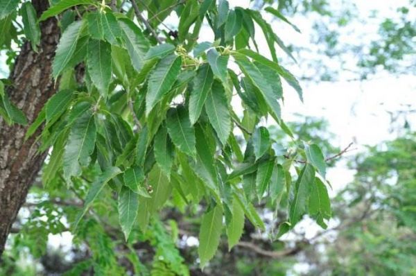 麻栎树生长速度？麻栎木料-图3