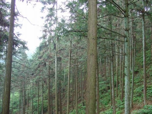 300亩10年的杉树价值？杉木产量低-图1