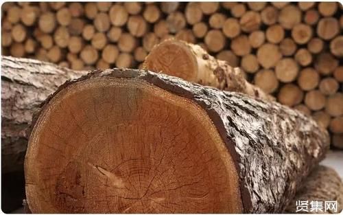 柏木和松木的区别是什么？松木材经