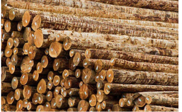 世界上哪种木材最硬？什么木料最硬-图3