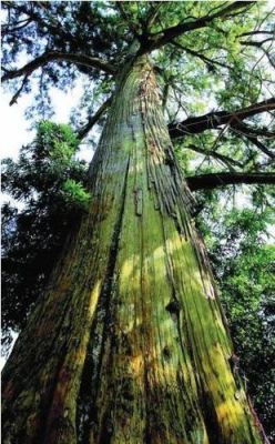 西藏最大的大树？秃杉木料-图1