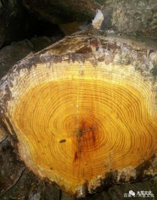 东北稀有木种中国十大稀有名木？找木料原木-图1