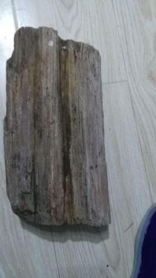 中国最大木头化石？山西收藏木料-图1