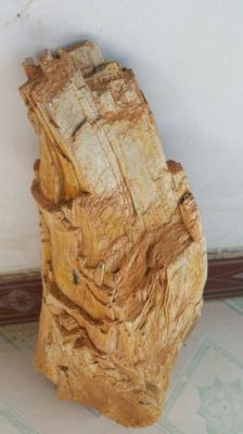 中国最大木头化石？山西收藏木料-图2