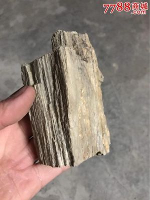 中国最大木头化石？山西收藏木料-图3