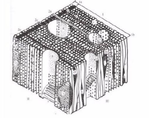木材的微观构造是怎样的？木料房屋机构-图1